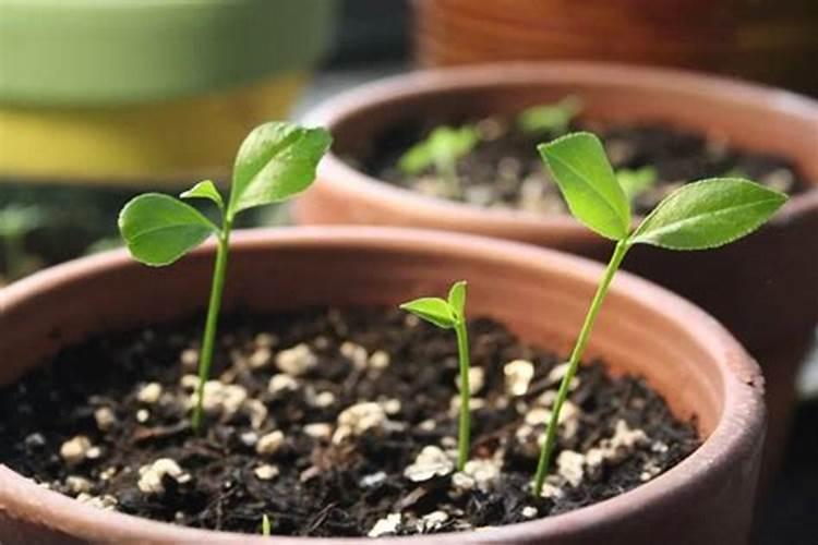 金桔换盆多久生根发芽出来 金桔树现在刚移栽到盆里多久才会长新芽百 ...