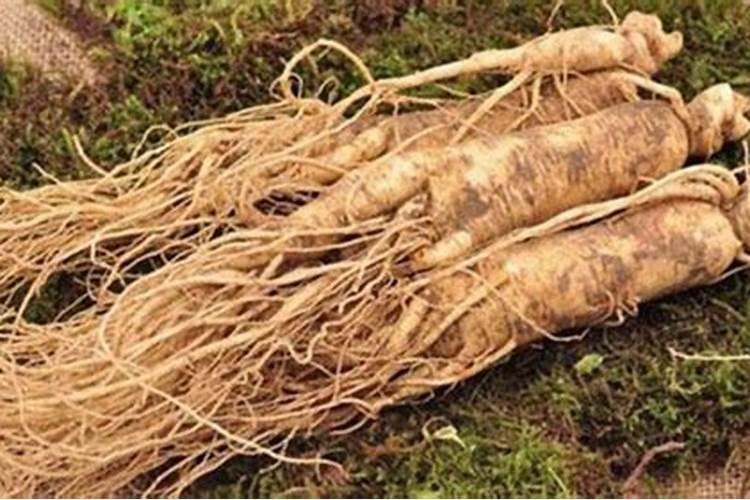 三七施什么肥最好