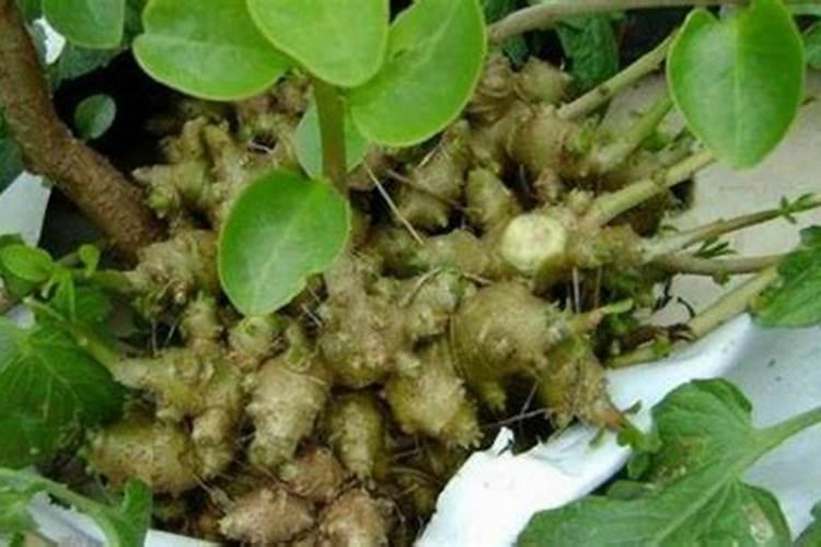 三七的施肥方法 三七应该怎么养殖