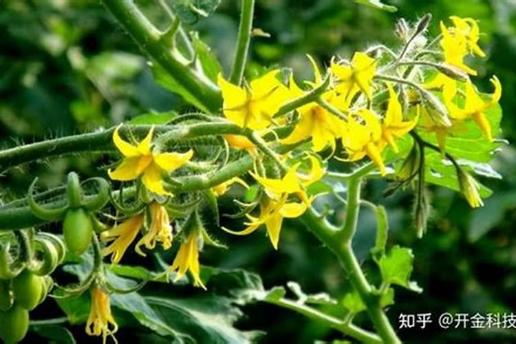 西红柿果实长不大怎么办？西红柿保果用什么肥料？