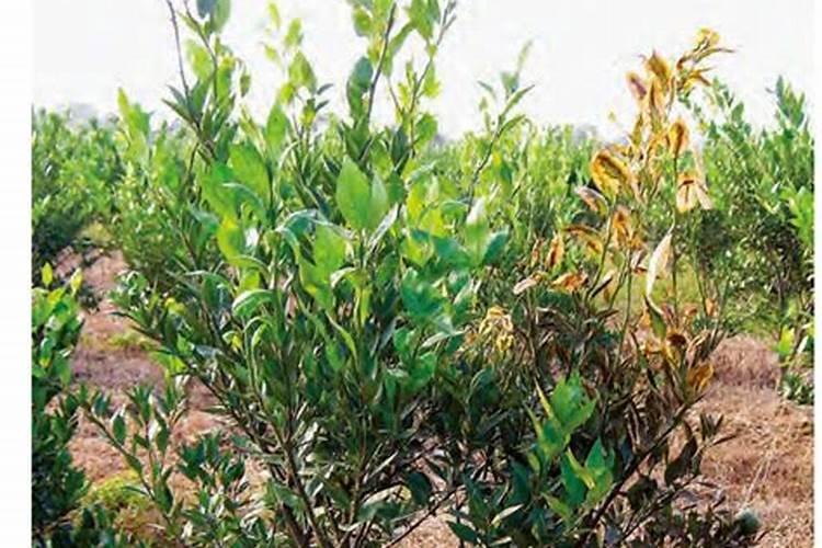 柑橘肥害的表现