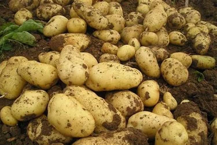 土豆施肥用什么肥料 适合土豆的肥料