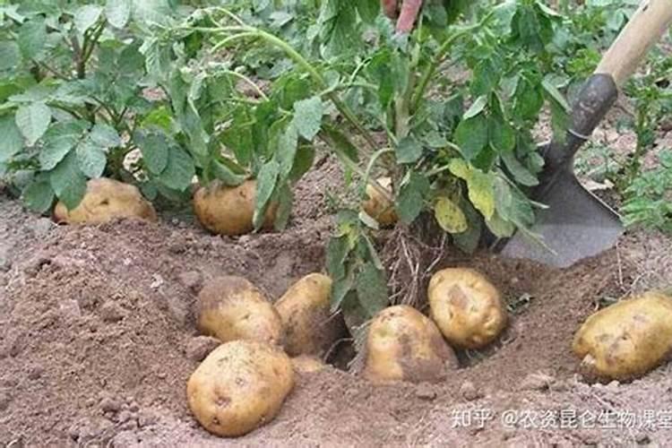 种土豆用什么肥料