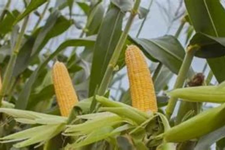 玉米追肥用硫酸铵可以吗