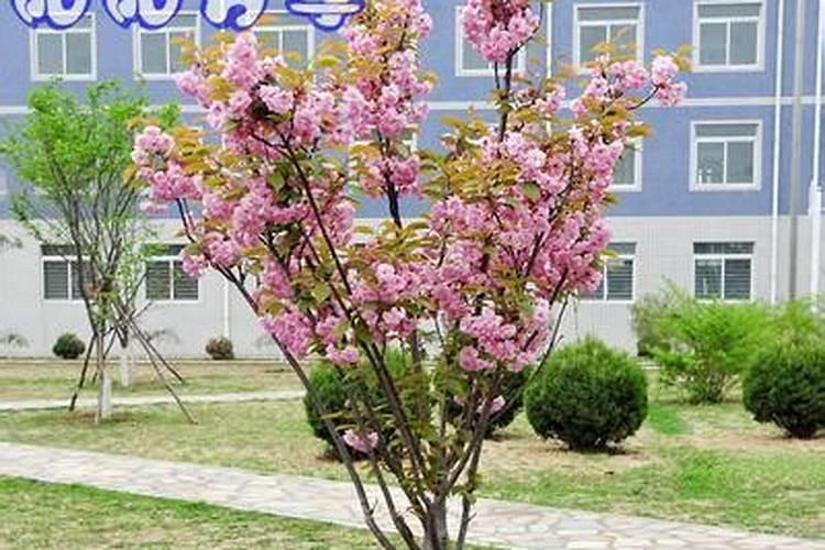 樱花如何施肥