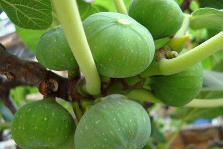 无花果坐果施氮肥吗怎么施好？