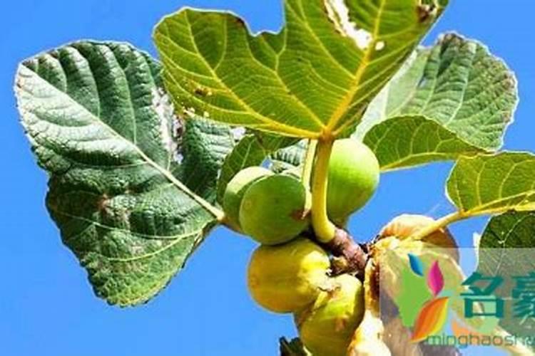 无花果结果时摘叶子吗 无花果坐果后怎么管理