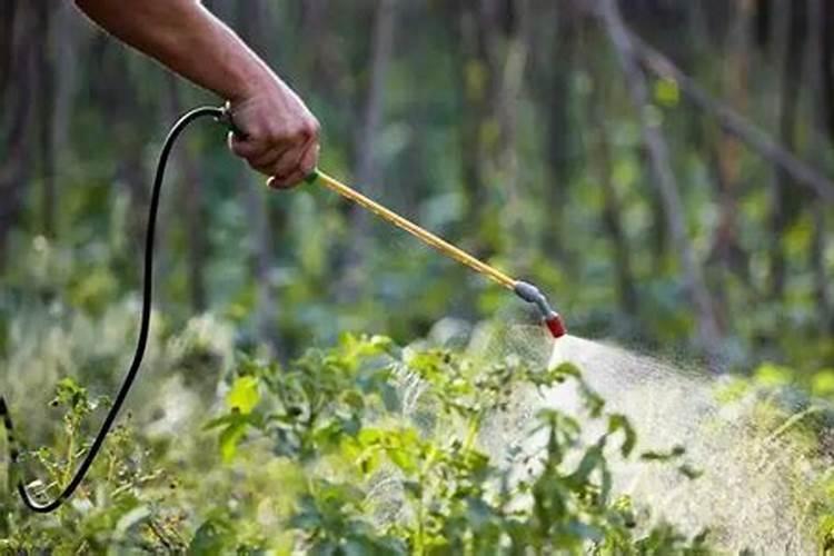 喷施叶面肥有哪些注意事项