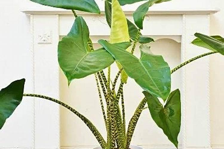 斑马海芋怎么养