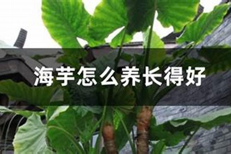 海芋怎么养长得好