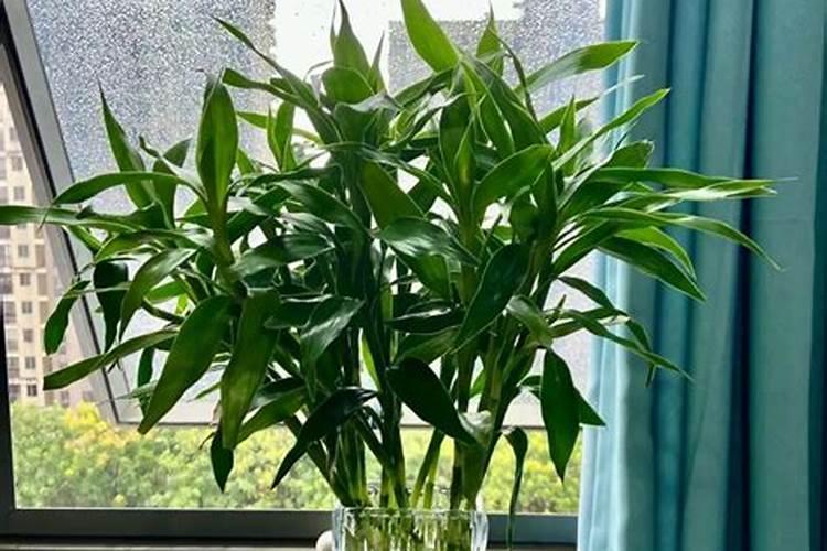 富贵竹黄叶？用上“2少1勤”,叶绿苗肥“才旺家”