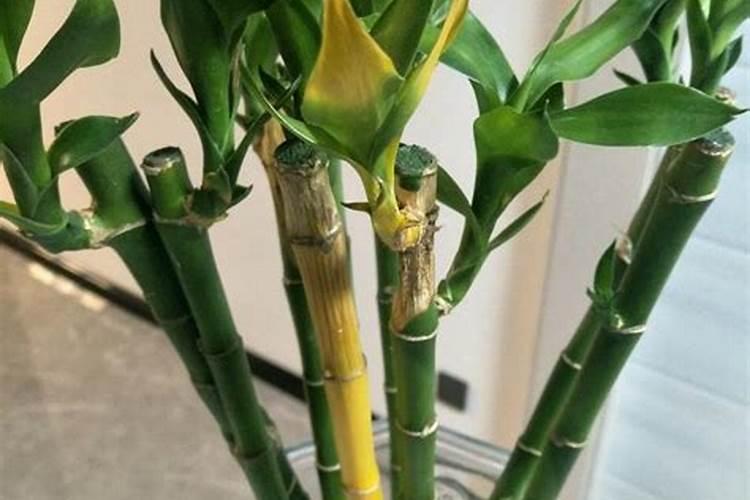 富贵竹长根了叶子发黄怎么挽救 富贵竹长根了叶子发黄挽救的方法百度知 ...