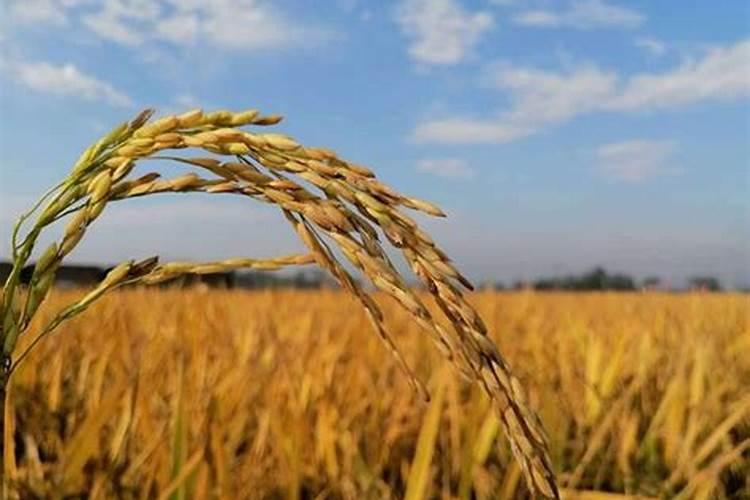 土壤调理剂适应用任何土壤、任何作物吗？