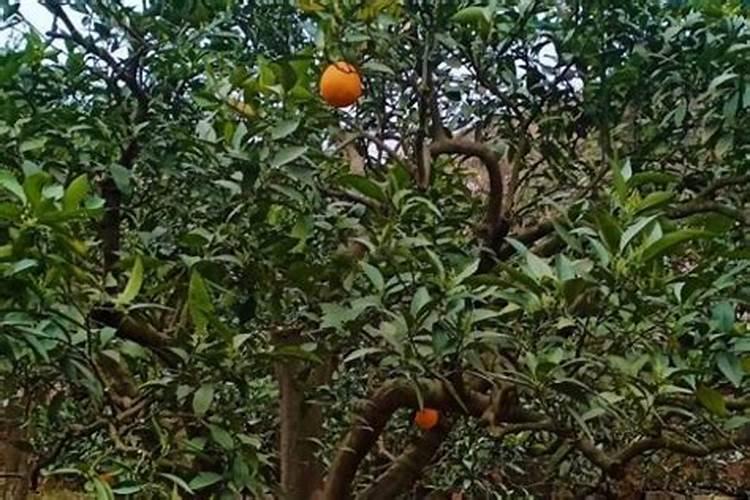 橙子树什么时候下肥料