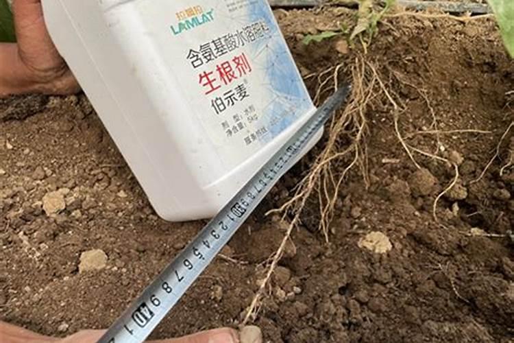 水溶肥会不会烧根