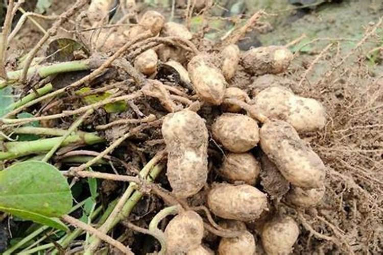 促进花生根的方法(促进花生根的方法是什么)