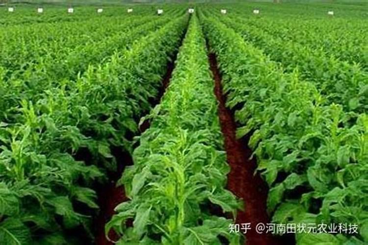 烟草追肥用什么肥最佳？烟叶追肥用什么肥？