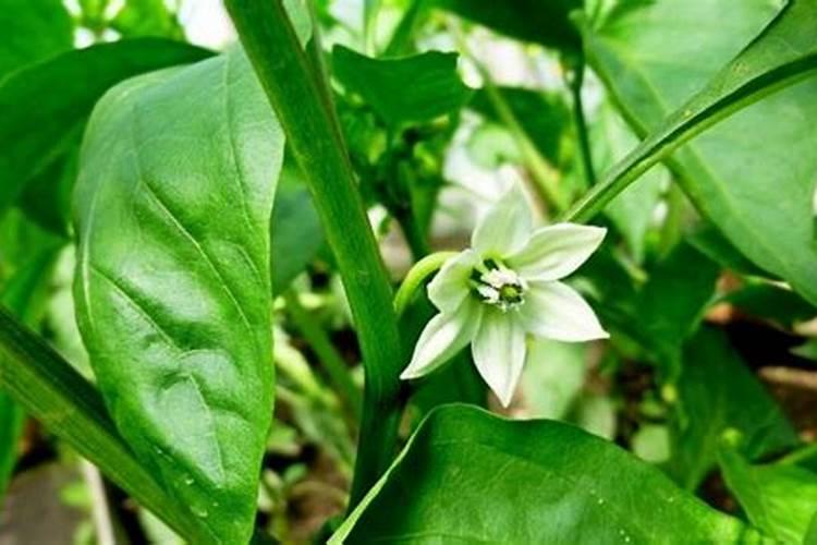 辣椒盛果盛花期需要补充含磷肥吗