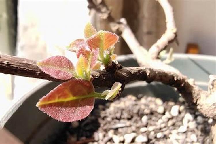 三角梅发芽后施什么肥