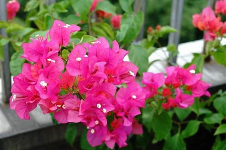 三角梅开花时能施肥吗 三角梅开花上什么肥