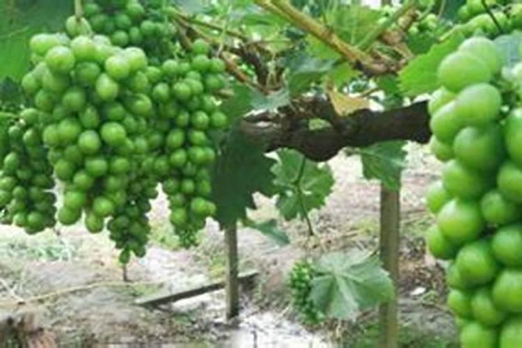 第一年阳光玫瑰栽培养殖方法