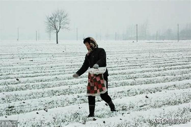 如果明天下雨今晚地里撒上尿素行吗？
