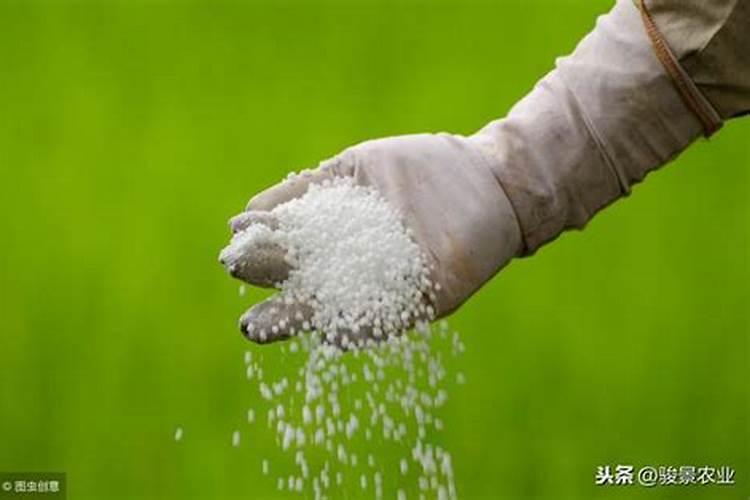 下雨天尿素正确撒法