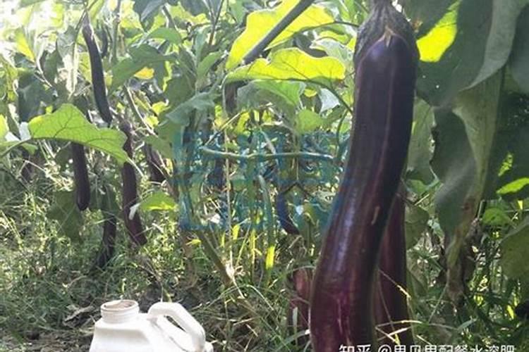 茄子种植用什么肥料提高坐果率？茄子高产专用叶面肥哪里买？