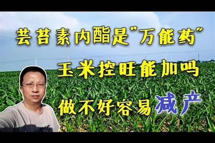 玉米控旺能加芸苔素吗