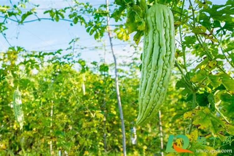 什么肥料苦瓜不能用 给苦瓜施肥哪些是要注意的