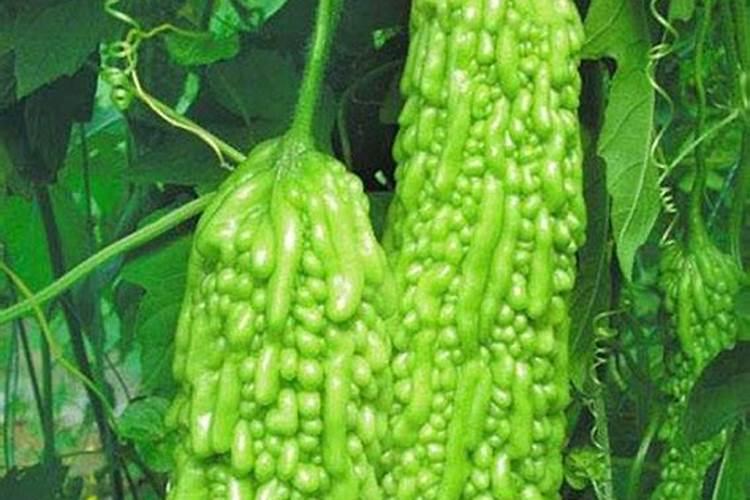 苦瓜用什么肥料最好