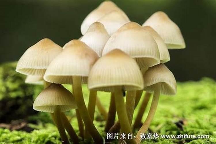 几种钙肥对于蘑菇培养料的作用各有何特点？