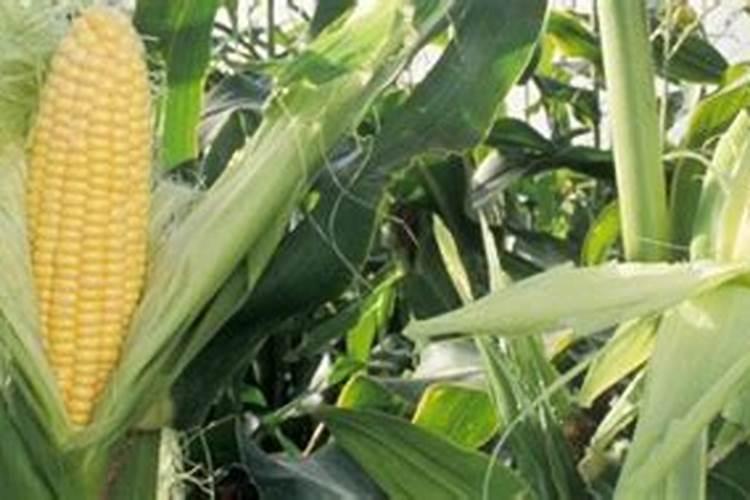 玉米水溶肥的使用方法