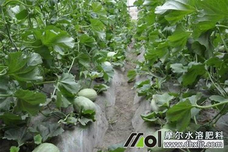 种香瓜多施磷肥好不好呀？