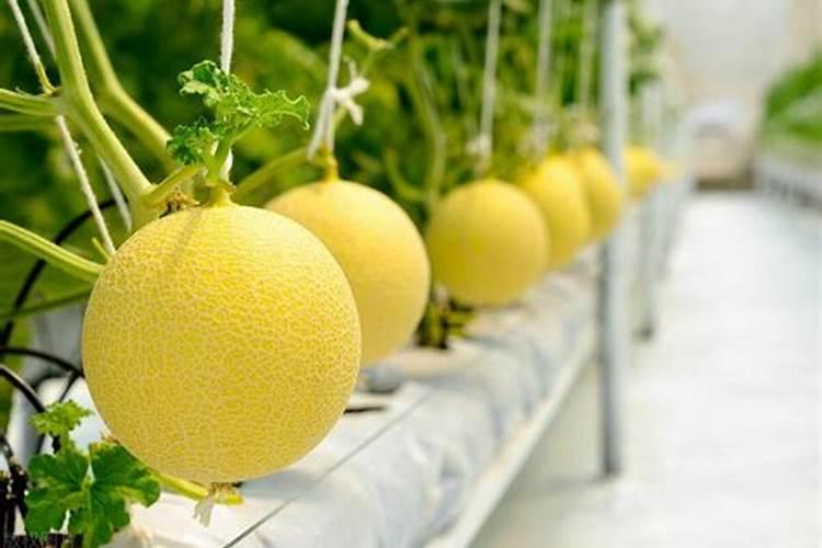 想要让香瓜种的又大又甜,种植的时候要注意什么？