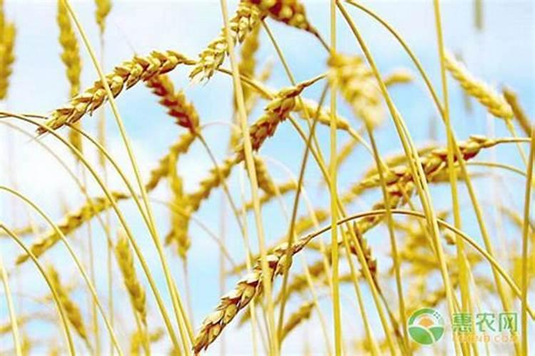 小麦干热风的防治措施