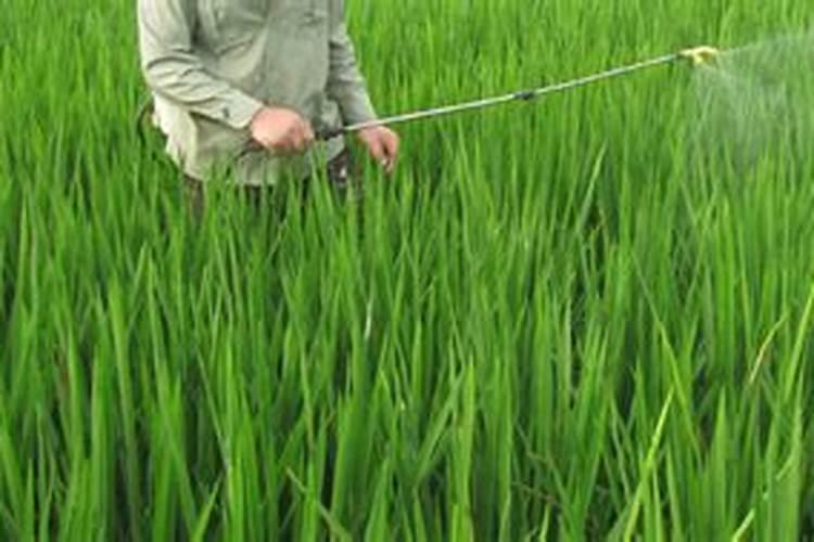 解药害用芸苔素快还是碧护快(芸苔素怎么喷解药害起效果)