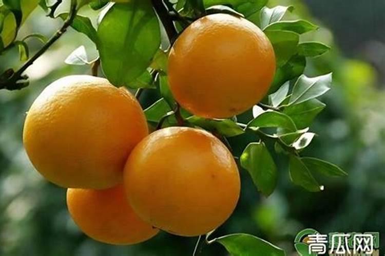 贡柑落果怎么办？贡柑吃了有什么好处