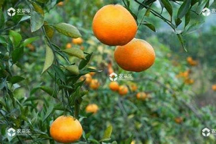 如何防止黄帝柑落果