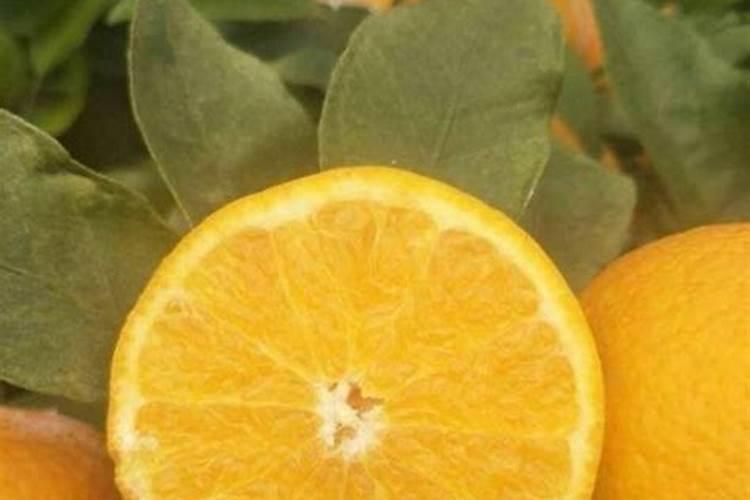 贡柑如何保花保果？