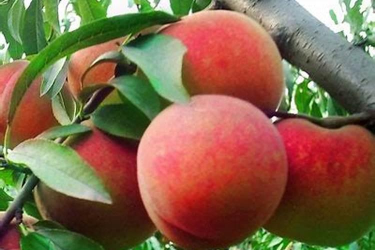 小桃树几月份施肥最好