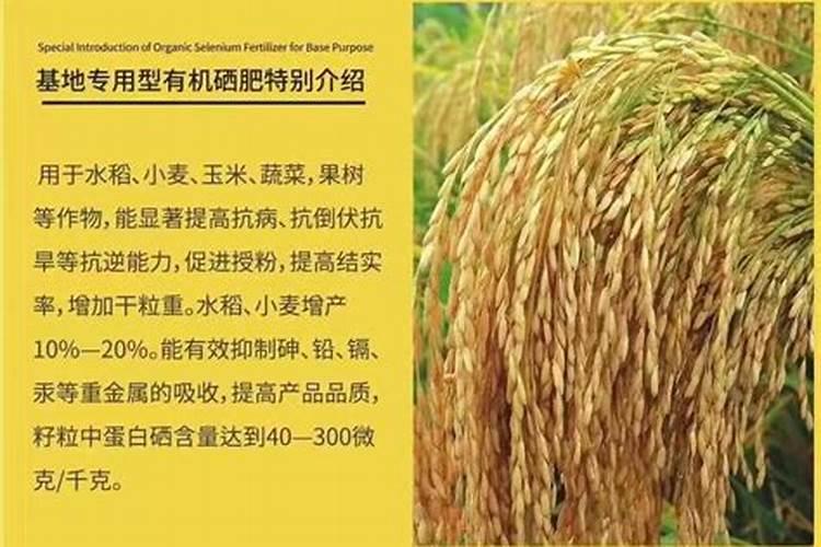 富硒小麦种植,小麦施用硒肥方法及效果