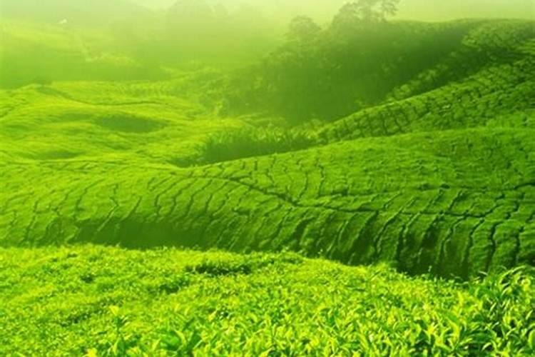 富硒茶叶的种植方法!