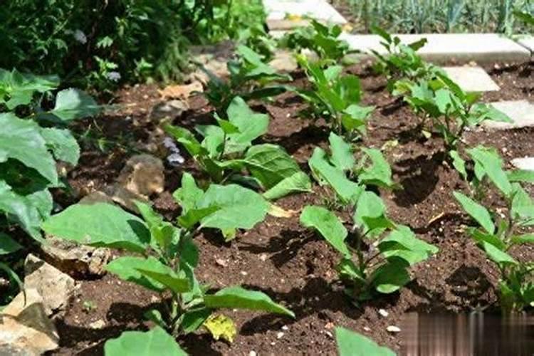 茄秧苗期能用钙肥吗怎么施肥？