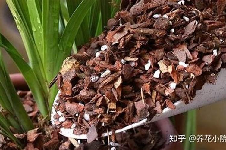 想要让自己的花儿长得更好,可以选择用磷酸二氢钾浇花吗？