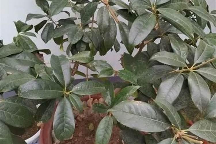 家庭养花,花盆里埋点“小东西”,就能让它多开花