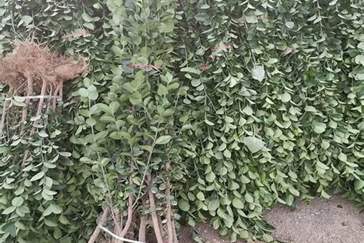 菜仔饼用于冬青树施肥可以吗