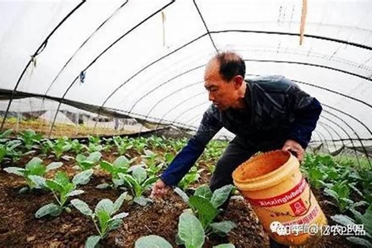 生姜能使用含氯的肥料吗