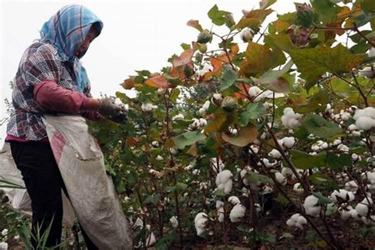 棉花施钾肥最佳时间