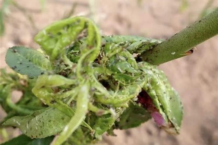 吡虫啉埋在桃树根部治蚜虫吗？